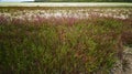 Common glasswort, glasswort (Salicornia europaea), Salt tolerant plants on cracked earth